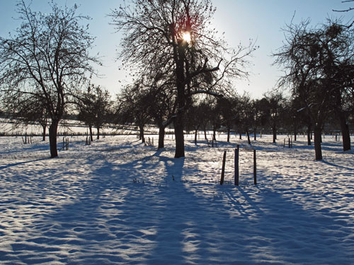 Top-orchard-in-winter.